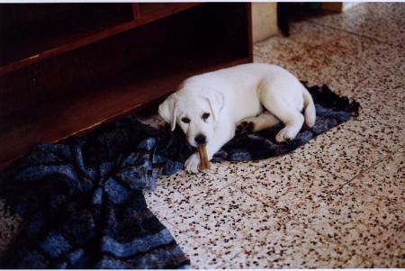 My dog