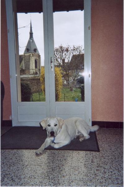 My dog