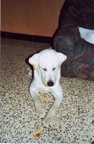 My dog