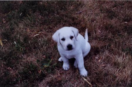 My dog