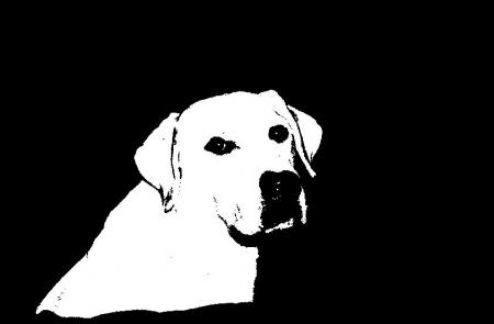 My dog