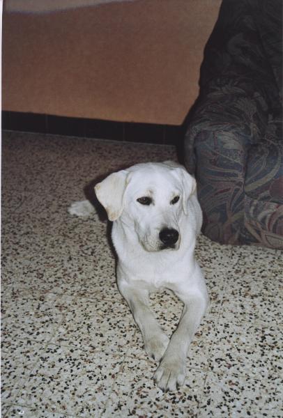 My dog